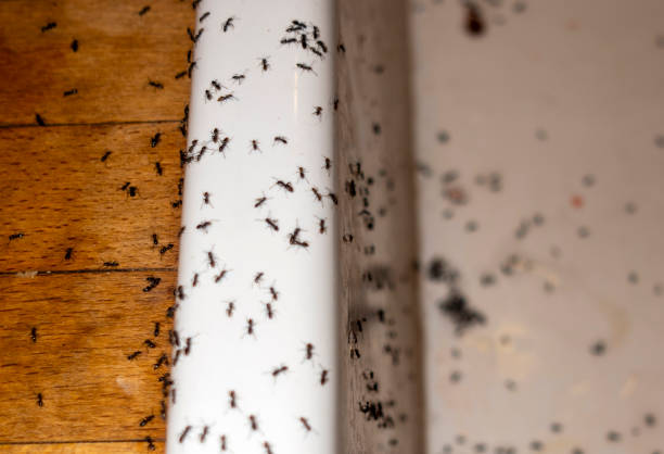 Best Best Pest Control Companies  in Harker Heights, TX